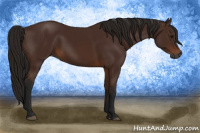 Horse Color:Gray Bay 