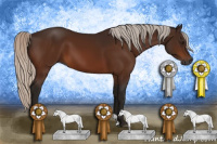 Horse Color:Gray Silver Bay 