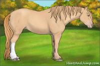 Horse Color:Gold Champagne 