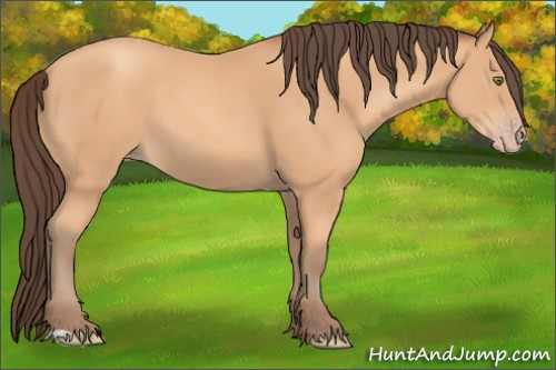 Horse Color: Amber Champagne 