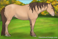 Horse Color:Amber Champagne 