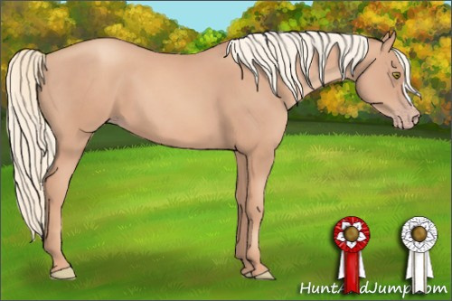 Horse Color: Gold Champagne 