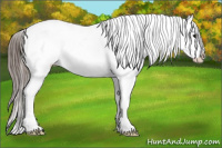 Horse Color:Blue Roan Splash Appaloosa Rabicano 