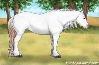 Horse Color:Brown Appaloosa