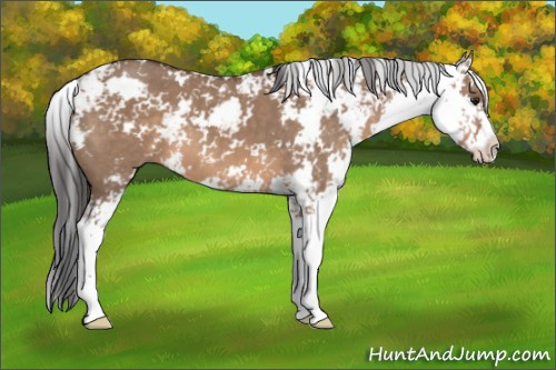 Horse Color: Unknown 