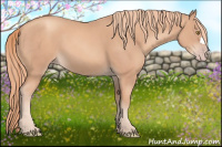 Horse Color:Gold Champagne 
