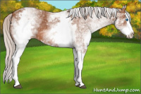 Horse Color:White Spotted Silver Bay Splash 