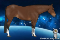 Horse Color:Gray Bay Tobiano 