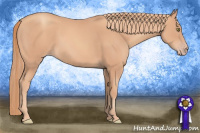 Horse Color:Gold Champagne 