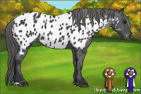 Horse Color:Black Appaloosa Rabicano 
