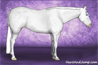 Horse Color:Cremello Appaloosa 