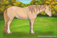 Horse Color:Gold Champagne 