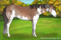 Horse Color:Bay Splash 
