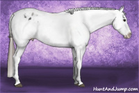 Horse Color:White Spotted Black Splash Tobiano Frame Appaloosa 