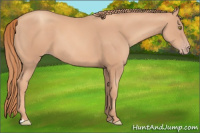 Horse Color:Gold Champagne 