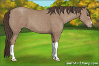 Horse Color:Classic Champagne