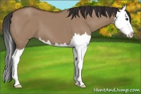 Horse Color:Bay Dun Splash 