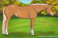 Horse Color:Palomino Tobiano 