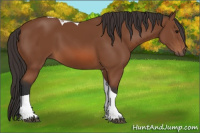 Horse Color:Bay Tobiano 