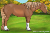 Horse Color:Chestnut Tobiano