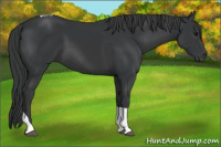 Horse Color:Black Tobiano 