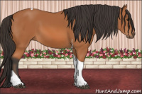 Horse Color:Bay Tobiano 