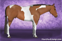 Horse Color:Bay Tobiano 