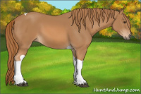 Horse Color:Chestnut Tobiano 