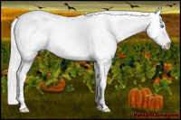 Horse Color:Cremello Appaloosa 