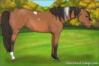 Horse Color:Bay Tobiano 
