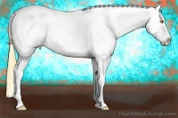 Horse Color:Chestnut Pearl Appaloosa 