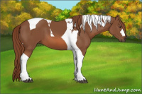 Horse Color:Chestnut Tobiano