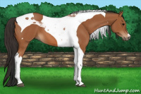 Horse Color:Bay Tobiano