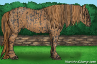 Horse Color:Brown Rabicano Brindle