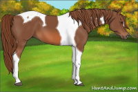 Horse Color:Chestnut Tobiano