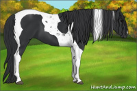 Horse Color:Black Tobiano 