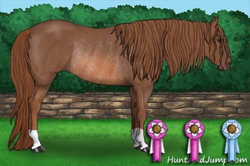 Horse Color: Liver Chestnut Rabicano 