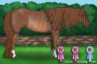 Horse Color:Liver Chestnut Rabicano 