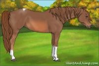 Horse Color:Chestnut Tobiano 