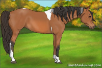 Horse Color:Bay Tobiano 