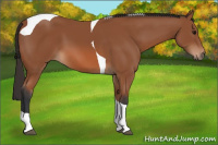 Horse Color:Bay Tobiano