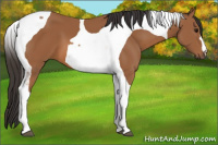 Horse Color:Bay Tobiano 