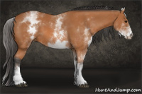 Horse Color:White Spotted Bay 