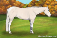 Horse Color:Cremello Sabino Tobiano