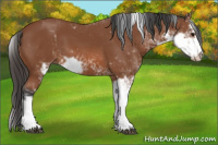 Horse Color:Bay Sabino 