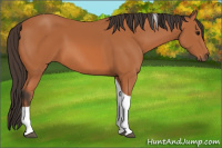 Horse Color:Bay Tobiano 