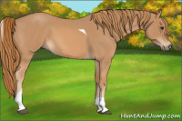 Horse Color:Red Roan Tobiano