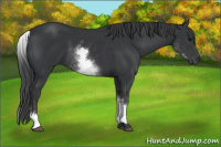 Horse Color:White Spotted Black