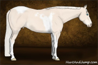 Horse Color:Cremello Tobiano