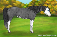 Horse Color:Blue Roan Splash 
